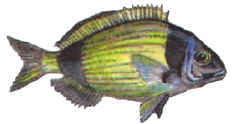2 Banded Bream - A cute Cyprus fish called Fred