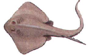Common Stingray is found off Cyprus