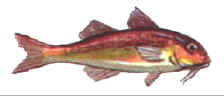 Red Mullet - very popular fish used extensivly in Cyprus