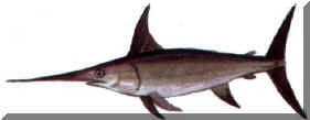 Click on the swordfish to see what fish you will see, eat or catch in Cyprus waters