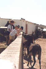 Cyprus Donkeys in search of hay