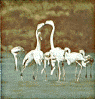 flamingos.gif (34785 bytes)