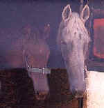 Stabled pair of horses at the ranch in Protaras
